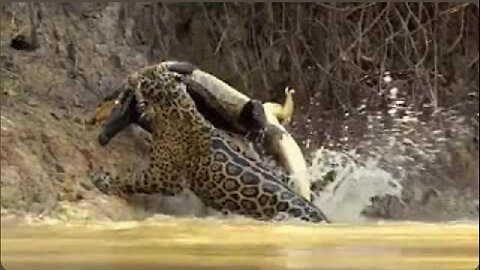 jaguar vs crocodile