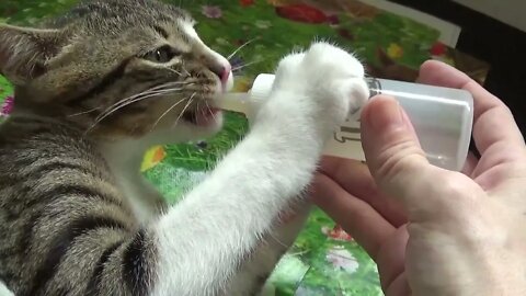 How to Feed a Cute Cat with the Baby Bottle