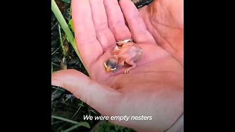 Couple Finds An Abandoned Sparrow After A Storm