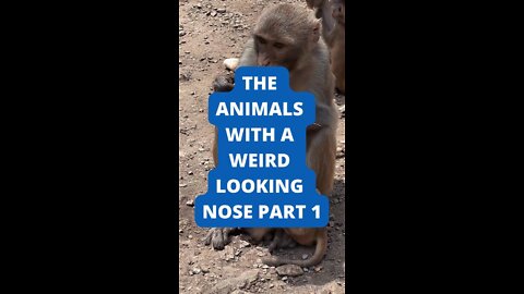 The Animals with a weird looking nose PART 1