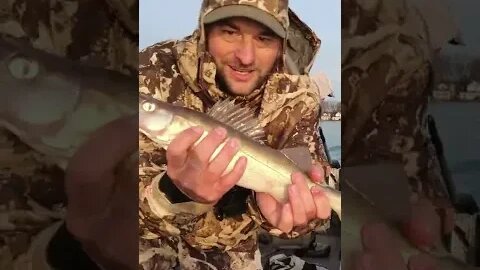 Michigan Spring Walleye Double!