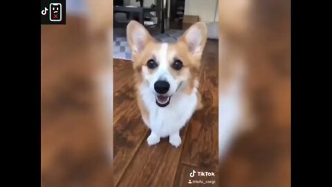 Ethiopian Funny Hi ! I'm Ryan Dog edition funny animal tiktok