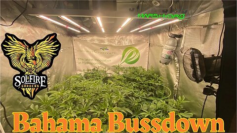 @Mars Hydro FCE4800 Solfire Gardens Bahama Bussdown week 1 flower