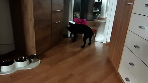 French Bulldog Blacky 🐶 plays football ⚽️