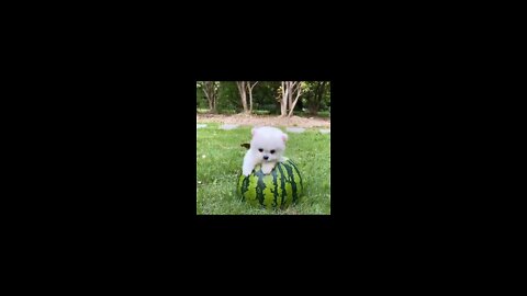 Cute and funny moments | Pomeranian videos