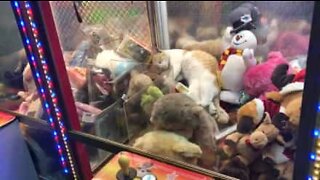 Cat sleeps in claw machine