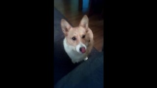 Hunger corgi