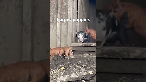 Cute piglets 8 days old #piglets #farm #homestead #bacon