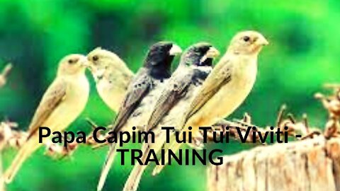 Papa Capim Tui Tui Viviti - TRAINING 2021