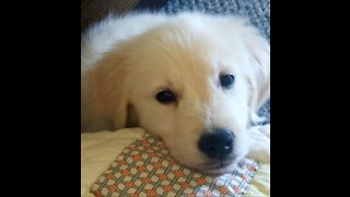 Golden retriever puppy chases butterflies