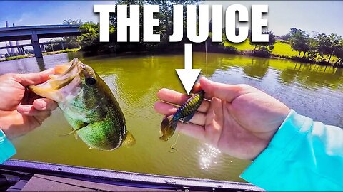 JUNK Fishing for Bass -- (Strike King Rage Bug)