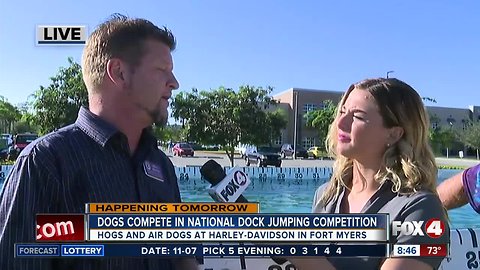 Dogs compete in national dock jumping event