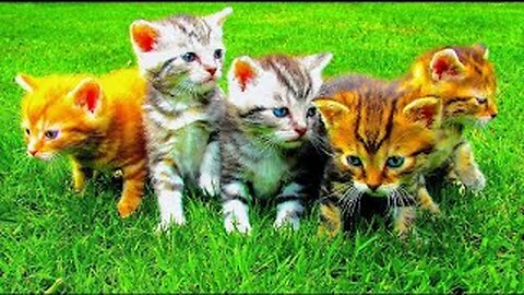 Best Of The Funny Animal Videos - New Funniest Cats And Dogs Videos #125