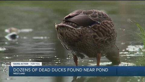 Dozens of dead ducks found near Westland pond