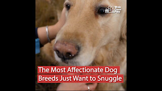 15 Affectionate Dog Breeds Always Ready to Snuggle