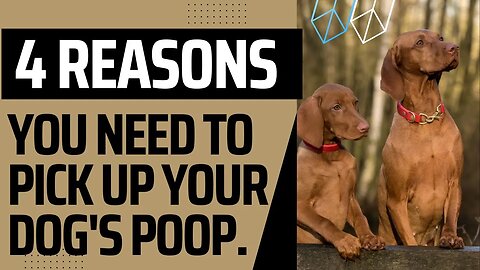 Four Reasons You Need To Pick Up Your Dog's Poop.