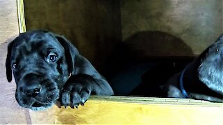 Ten tiny Great Dane puppies adorably scream for attention