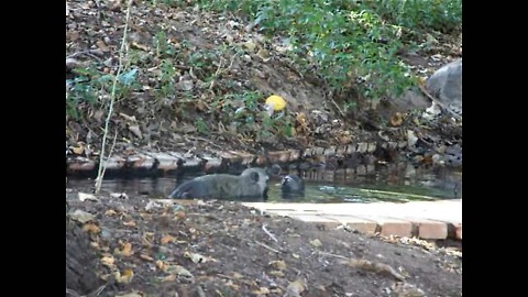 Amusing monkeys decide to cool down in a fish pond