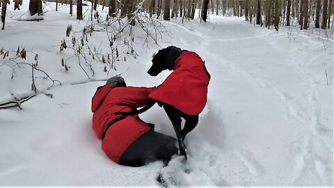 Gigantic Great Dane puppy repeatedly hipchecks owner into snowdrifts