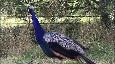 Peacock & Peahen Awesome Voice Sound Effects Free Video Full HD