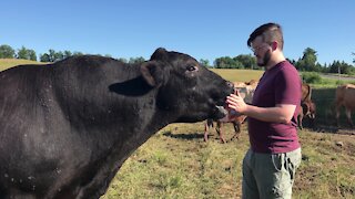 Gigantic bull devours entire loaf of bread in 45 seconds