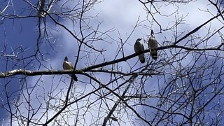 Wood Ducks in a tree