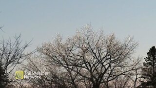 Ice crystals glitter on tree after freezing rain