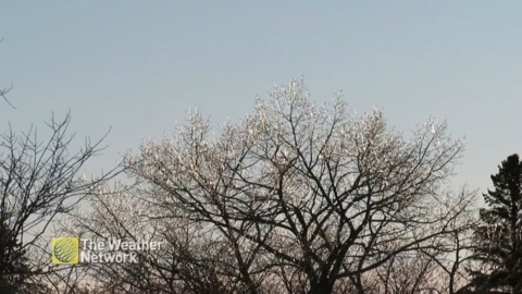 Ice crystals glitter on tree after freezing rain