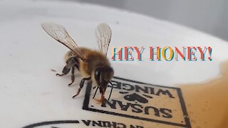 OH hey girl!!!! | Honey bee in flight | Bee drinking sugar