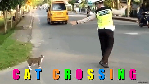 CAT CROSSING