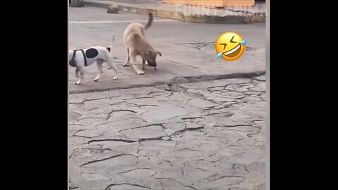 Funniest Dog and cat video🤣🤣🤣