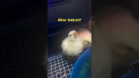 New baby chicks have arrived! #cornish #hen #chicken #chicks