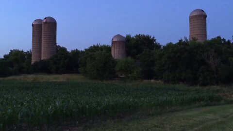 A corn farm