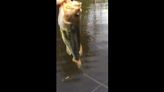 Bass Release