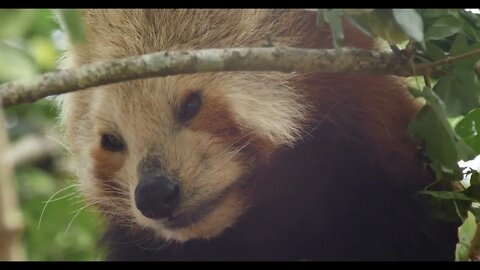 Endangered species Red panda also known as the lesser panda or red bear-cat63