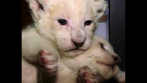 Rare Albino Lion Cubs