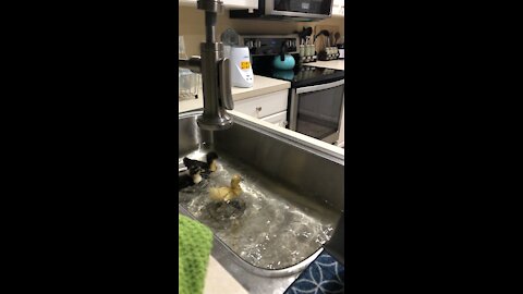 Duck bath