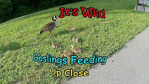 Goslings Feeding, Up Close – It’s Wild