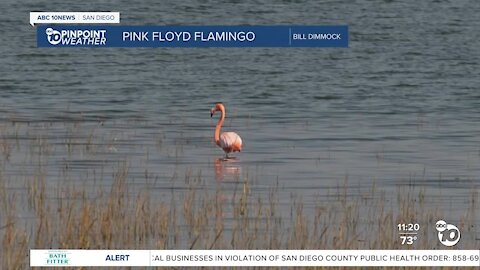 'Pink Floyd' hangs out in water off San Diego