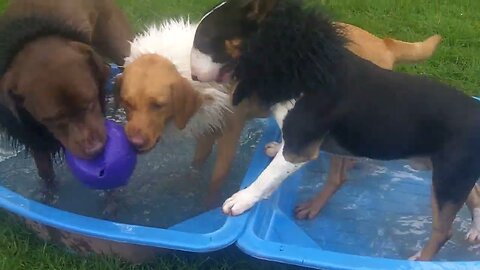 English Bull Terriers Darcy