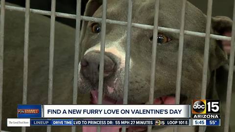 Celebrate Valentine's Day with a new furry friend!