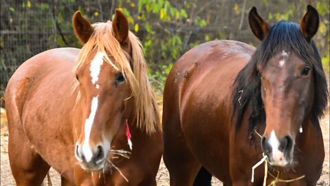 BLM Wild Mustangs’ 7th Day in Canada + Update On My Other Horses