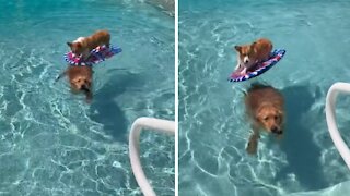 Corgi Goes For Ride On Top Of Golden Retriever In The Pool