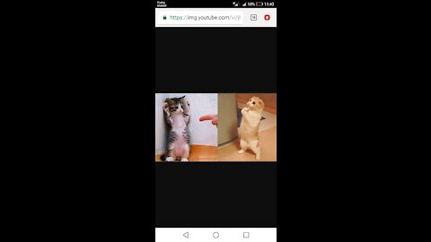 OMG so cute 😂😂 Funny Cats and Dogs 2021