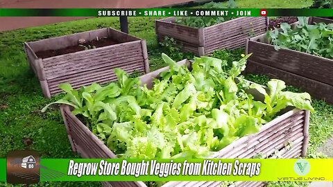 Regrow Store Bought Veggies from Kitchen Scraps