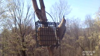 Female Red Bellied Woodpecker calling her mate.