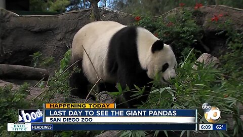 Final day to see San Diego Zoo's giant pandas