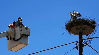 Five Baby Storks are Starving After Losing Their Parents