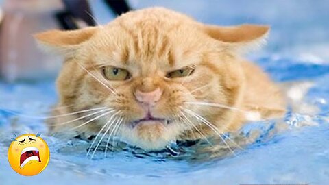 Funny Cats And Dogs In Water Compilation _ Funny Animals Video 2022