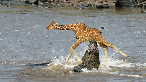 How Crocodile Can Attack A Giant Giraffe ?